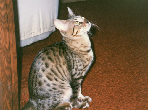 Kanu_Lani_500 (1 of 1)